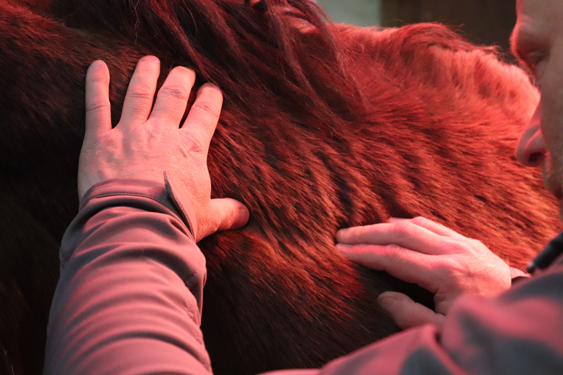 massages-chevaux.ch - 1 - copyright Manuela Ostini