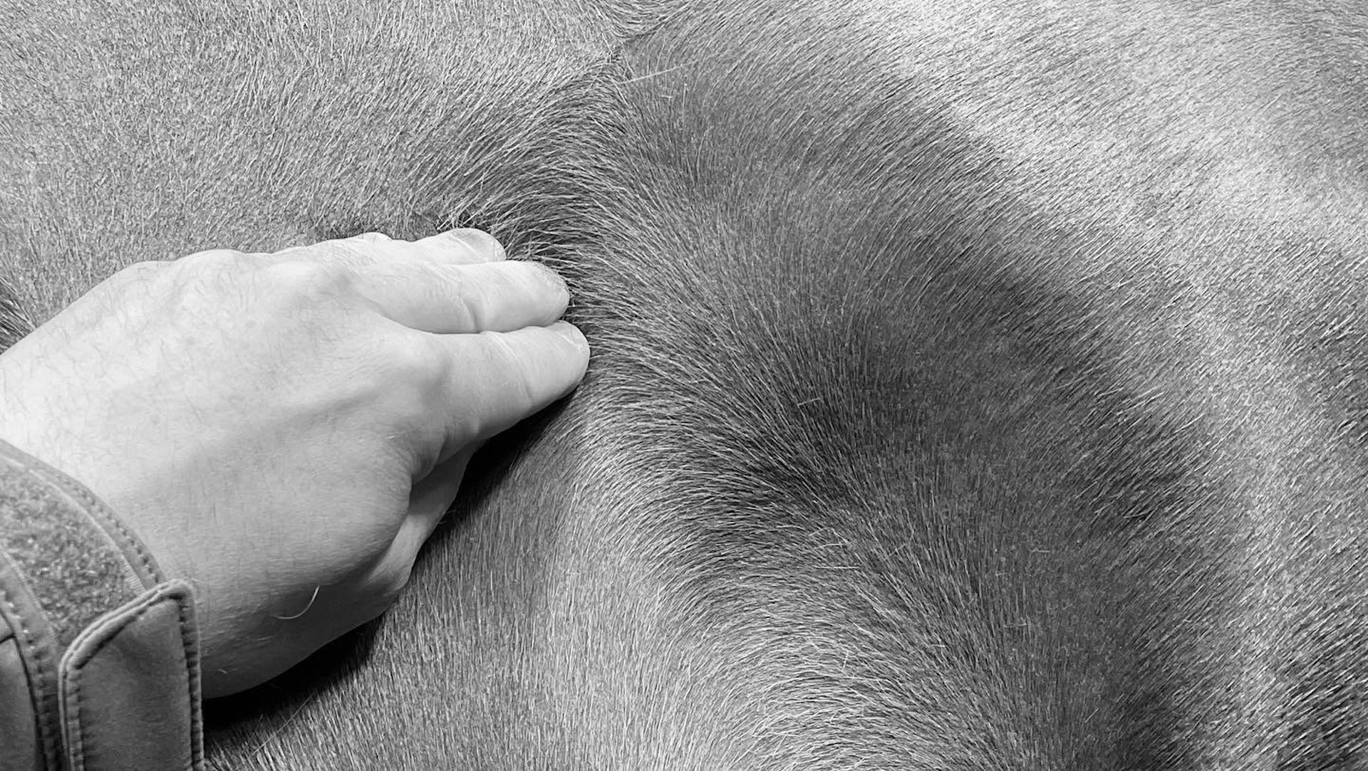 massages-chevaux.ch - 2 - copyright Manuela Ostini