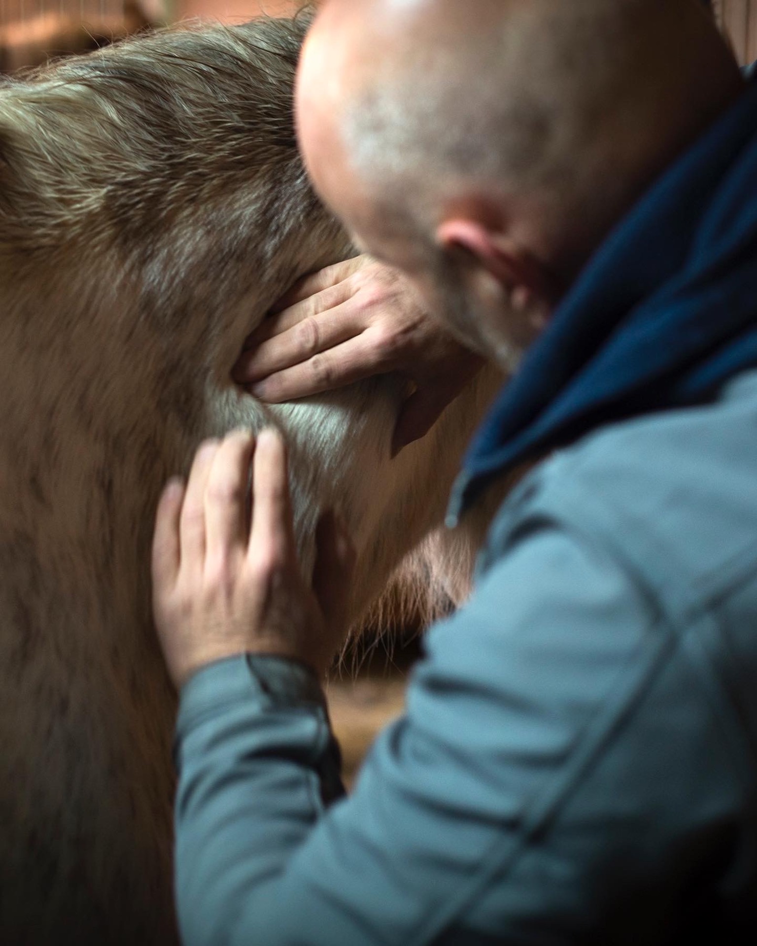 massages-chevaux.ch - 1 - copyright Frédéric Marro