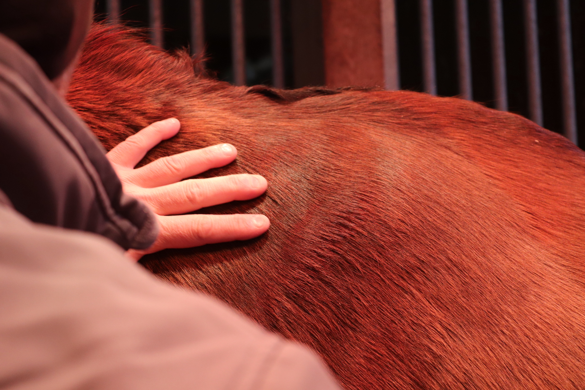massages-chevaux.ch - copyright manuela Ostini